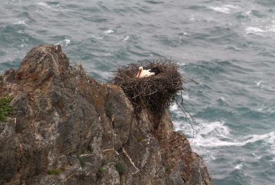 Nid avec cigogne dans la falaise au-dessus des flots. Photo © André M. Winter