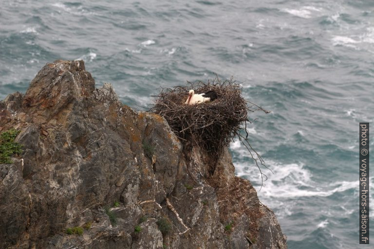 Nid avec cigogne dans la falaise au-dessus des flots. Photo © André M. Winter
