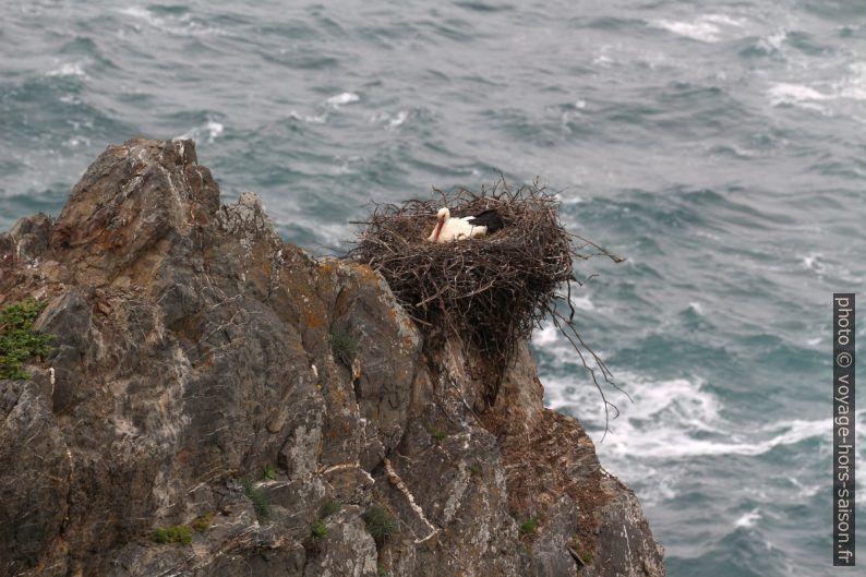 Nid avec cigogne dans la falaise au-dessus des flots. Photo © André M. Winter