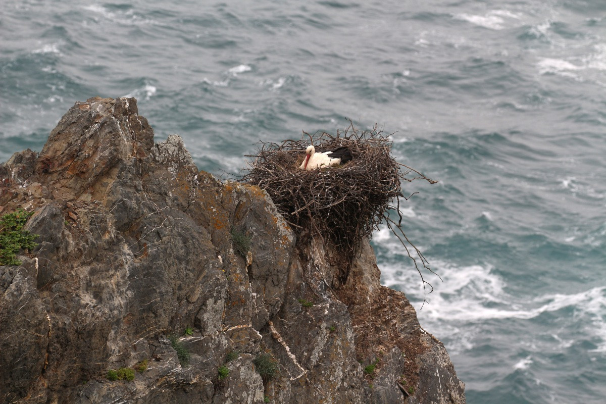 Nid avec cigogne dans la falaise au-dessus des flots. Photo © André M. Winter