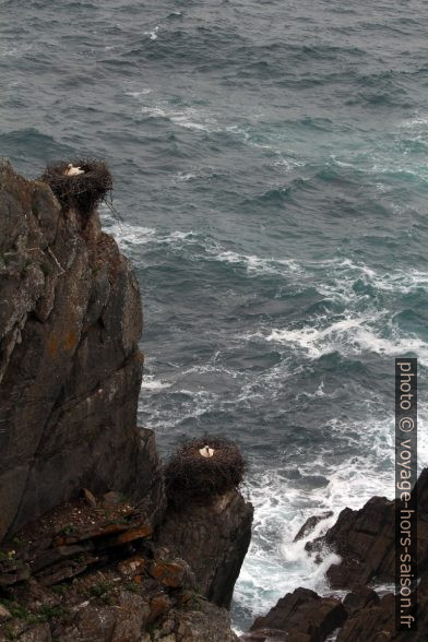 Deux nids de cigognes dans la falaise au-dessus de la mer. Photo © André M. Winter