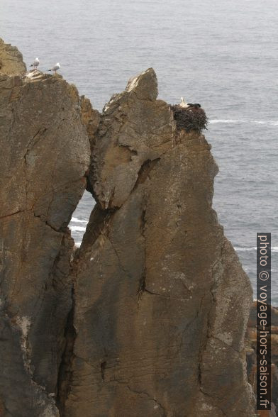 Nid de cigogne sur une falaise fragile. Photo © André M. Winter