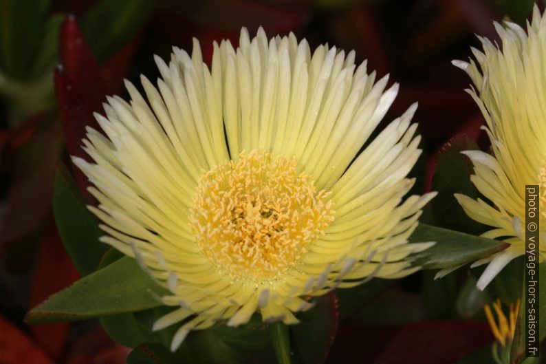 Fleur de carpobrotus edulis jaune. Photo © André M. Winter