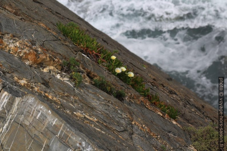 Des griffes de sorcière poussent sur une roche oblique. Photo © André M. Winter