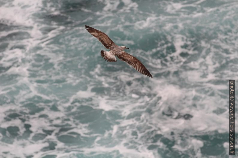 Un goéland juvénile plane au-dessus une mer tumultueuse. Photo © André M. Winter