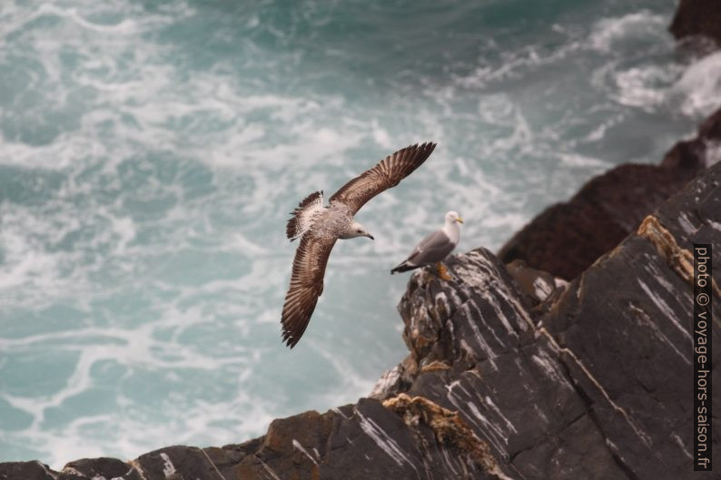 Goélands aux Cabo Sardão. Photo © André M. Winter