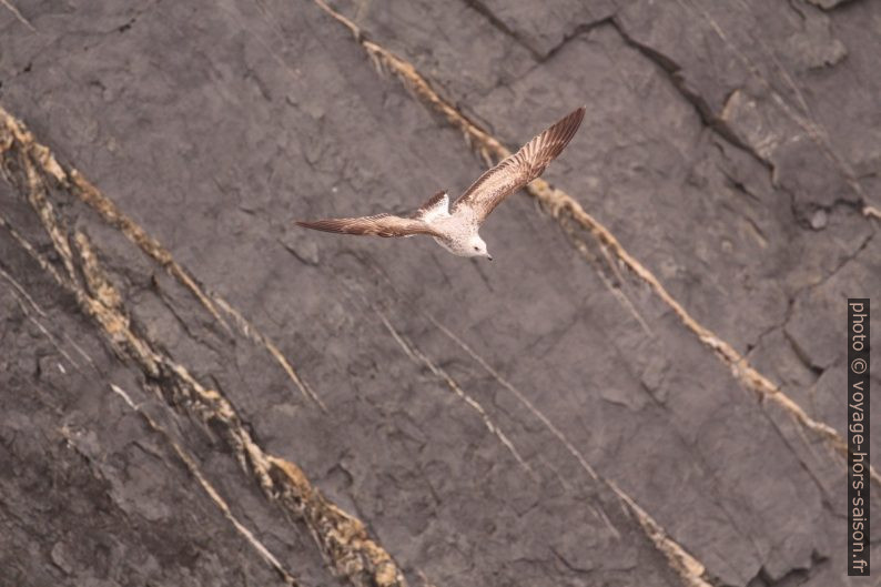 Un goéland juvénile plane au-dessus des rochers. Photo © André M. Winter