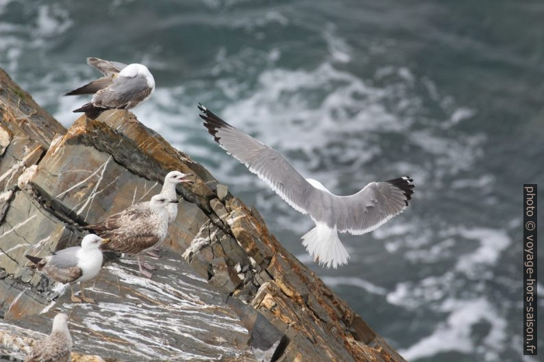 Un goéland adulte avant d'atterrir entre des juvéniles. Photo © André M. Winter