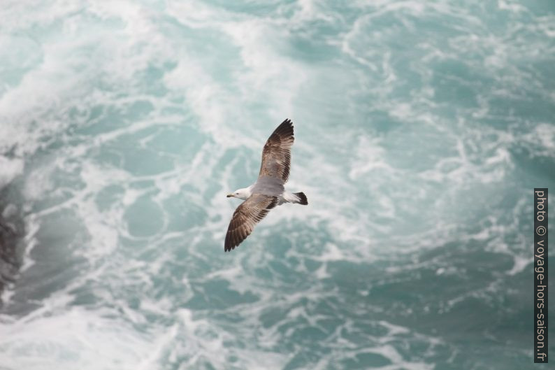 Un goéland juvénile en vol au-dessus la mer blanche de remous. Photo © André M. Winter