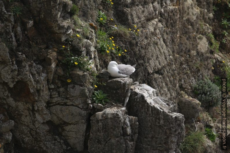 Goéland au repos sur un rebord de falaise. Photo © André M. Winter