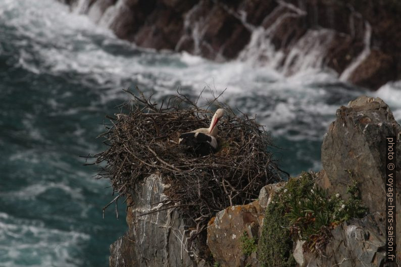 Cigogne faisant sa toilette au-dessus de la mer. Photo © André M. Winter