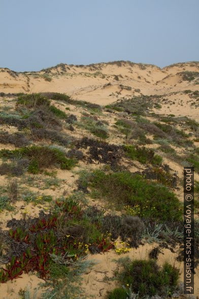 Dune d'Almograve couverte de végétation. Photo © Alex Medwedeff