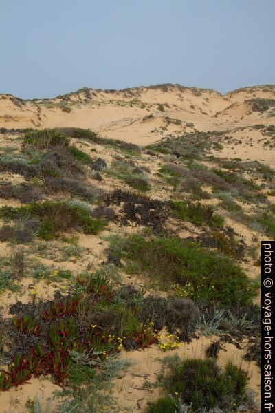 Dune d'Almograve couverte de végétation. Photo © Alex Medwedeff