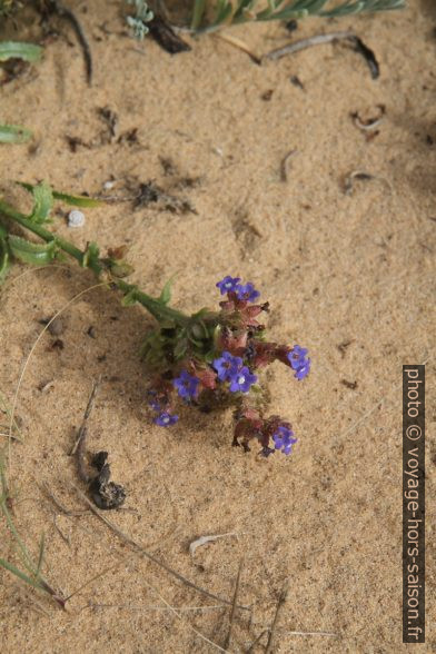 Petites fleurs bleues sur la dune d'Almograve. Photo © Alex Medwedeff