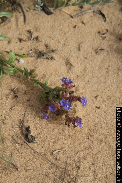 Petites fleurs bleues sur la dune d'Almograve. Photo © Alex Medwedeff