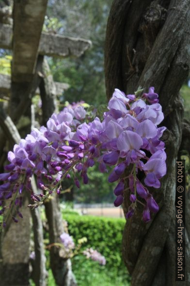 Fleurs de glycines. Photo © André M. Winter