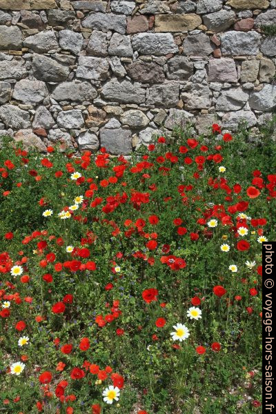 Fleurs de pavot sous le mur du château de Santiago do Cacém. Photo © Alex Medwedeff