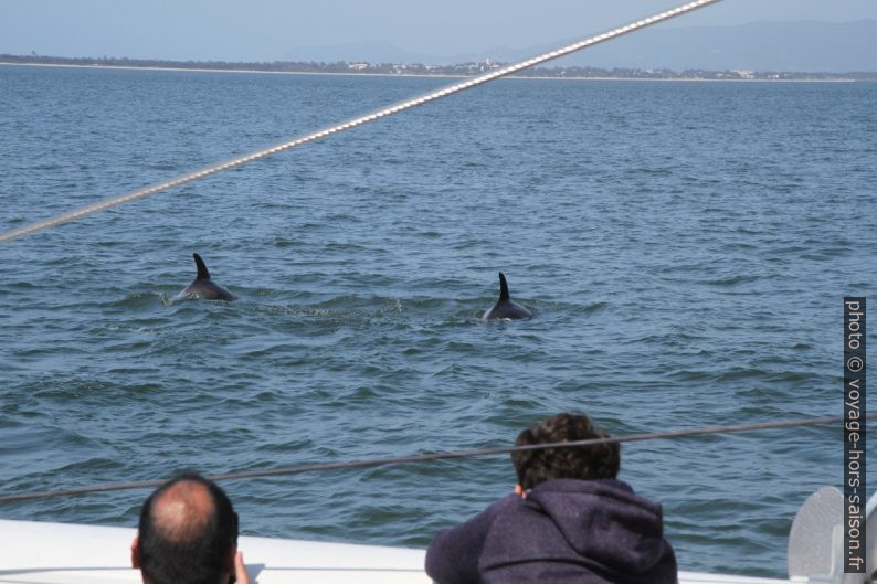 Grands dauphins vus depuis le catamaran de Vertigem Azu. Photo © Alex Medwedeff