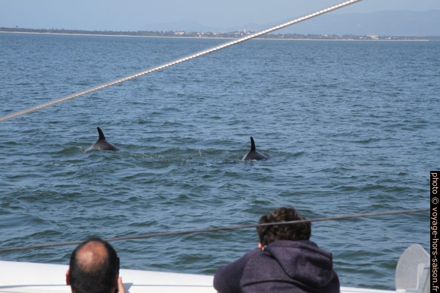Grands dauphins vus depuis le catamaran de Vertigem Azu. Photo © Alex Medwedeff