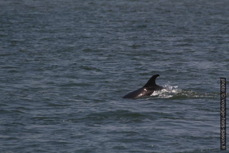 Dauphins plongeant. Photo © André M. Winter