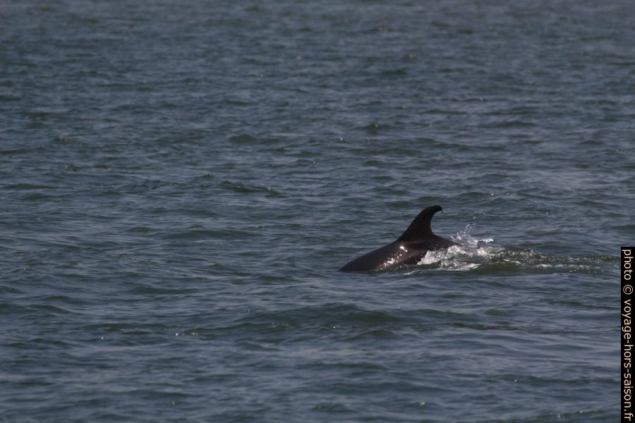 Dauphins plongeant. Photo © André M. Winter