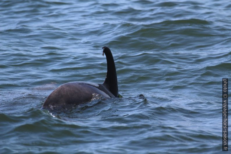 Nageoire dorsale abîmée d'un grand dauphin. Photo © André M. Winter
