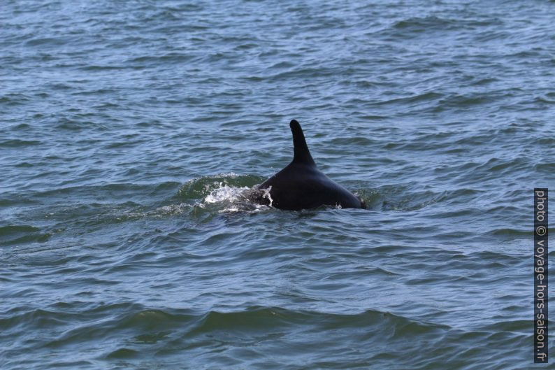 Un grand dauphin plonge. Photo © André M. Winter