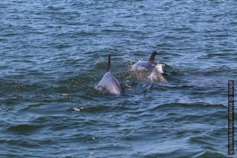 Dauphins côte à côte. Photo © André M. Winter