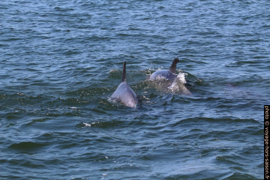 Dauphins côte à côte. Photo © André M. Winter