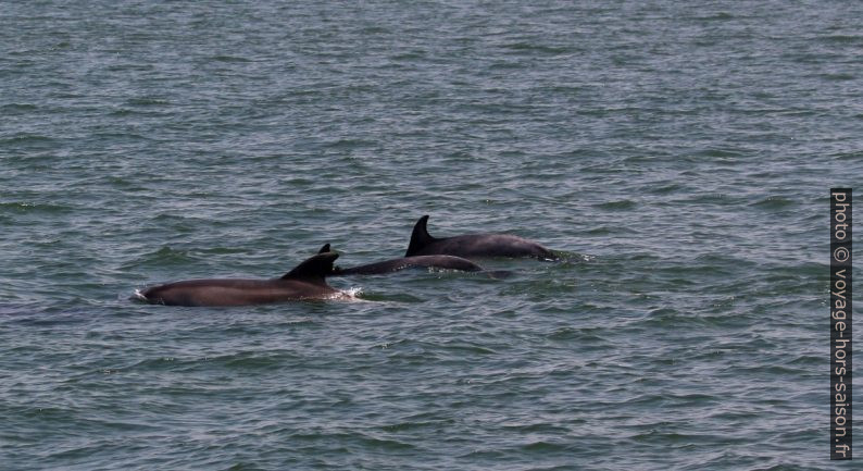 Trois dauphins dans le Rio Sado. Photo © André M. Winter