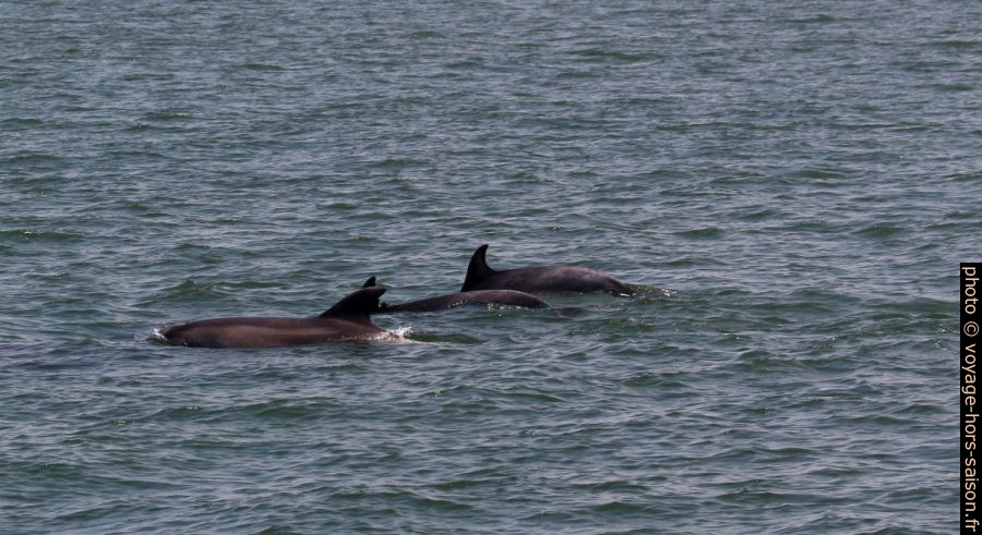 Trois dauphins dans le Rio Sado. Photo © André M. Winter