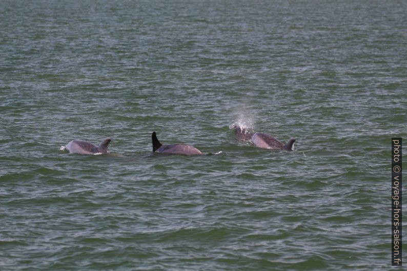 Trois dauphins devant nous. Photo © André M. Winter