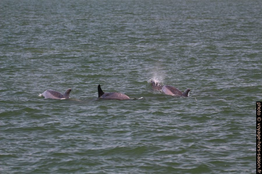 Trois dauphins devant nous. Photo © André M. Winter