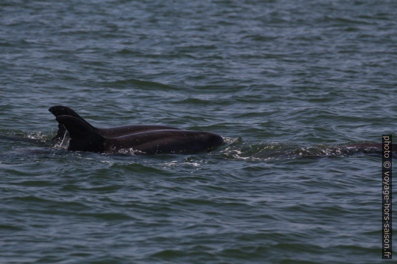 Deux grands dauphins côte à côte. Photo © André M. Winter