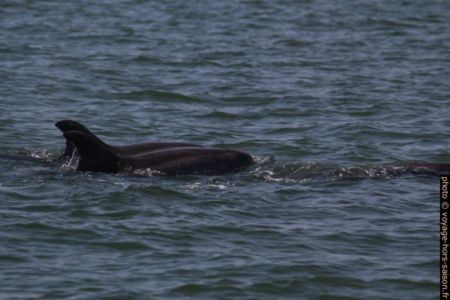 Deux grands dauphins côte à côte. Photo © André M. Winter