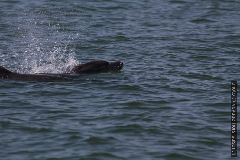 Deux grands dauphins en surface. Photo © André M. Winter
