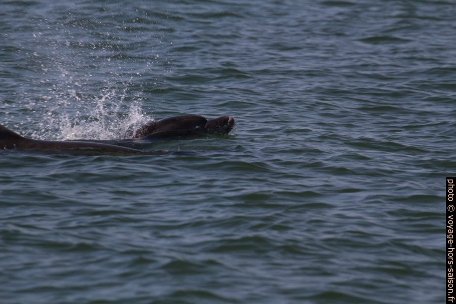 Deux grands dauphins en surface. Photo © André M. Winter