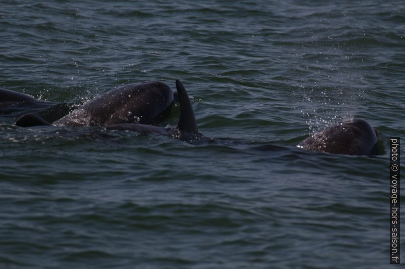 Grands dauphins de près. Photo © André M. Winter