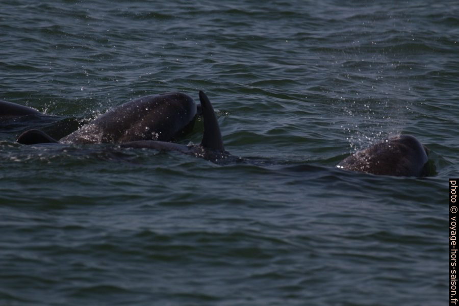 Grands dauphins de près. Photo © André M. Winter
