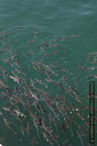 Banc de poissons en surface. Photo © Alex Medwedeff