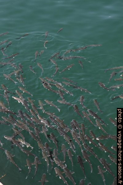 Banc de poissons en surface. Photo © Alex Medwedeff