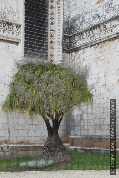 Beaucarnea recurvata. Photo © Alex Medwedeff