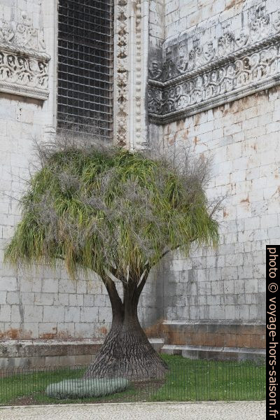 Beaucarnea recurvata. Photo © Alex Medwedeff