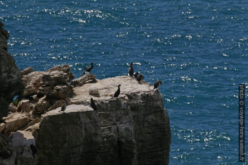 Cormorans sur le rocher devant le Cap Carvoeiro. Photo © André M. Winter