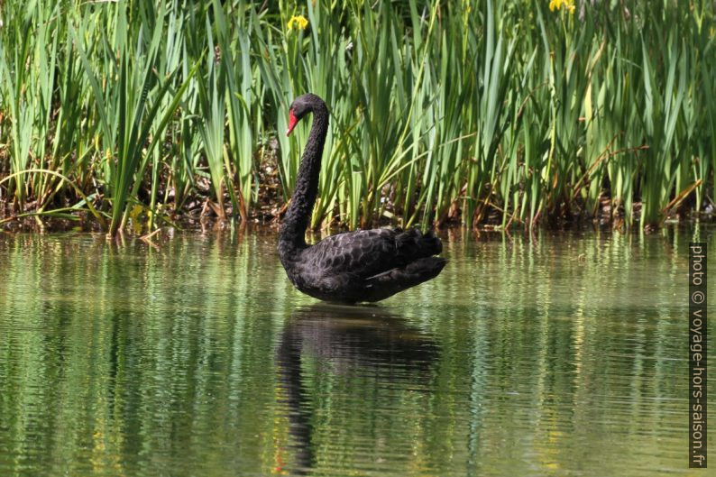 Cygne noir sur un plan d'eau. Photo © Alex Medwedeff