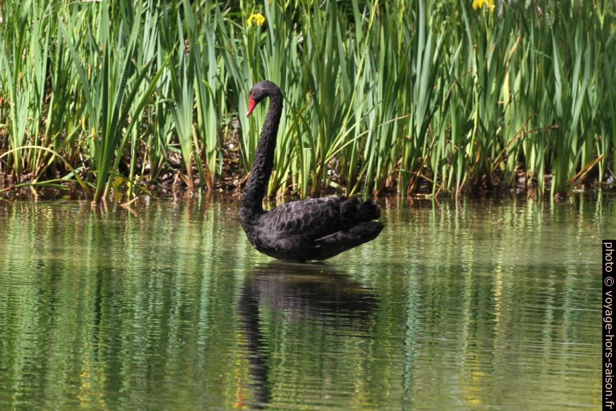 Cygne noir sur un plan d'eau. Photo © Alex Medwedeff