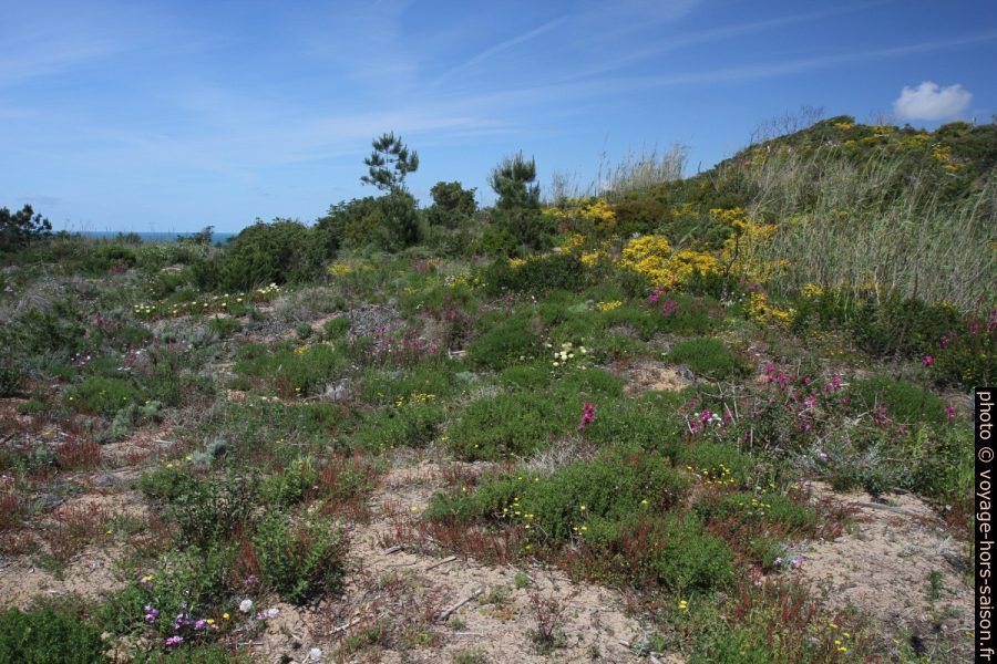 Végétation en fleurs sur la dune de Salir do Porto. Photo © Alex Medwedeff