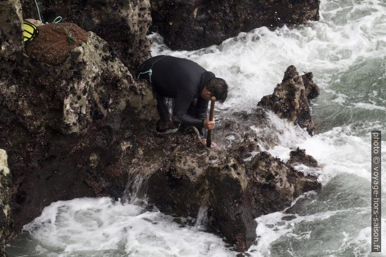 Un pêcheur racle les «percebes» des rochers. Photo © André M. Winter