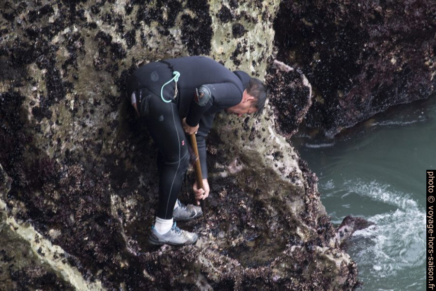Un pêcheur de pédonculés au travail avec une combinaison de plongée déchirée. Photo © André M. Winter