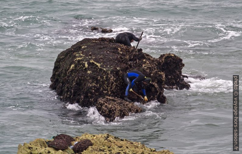 Ramasseurs de pédonculés sur un rocher par mer basse. Photo © André M. Winter